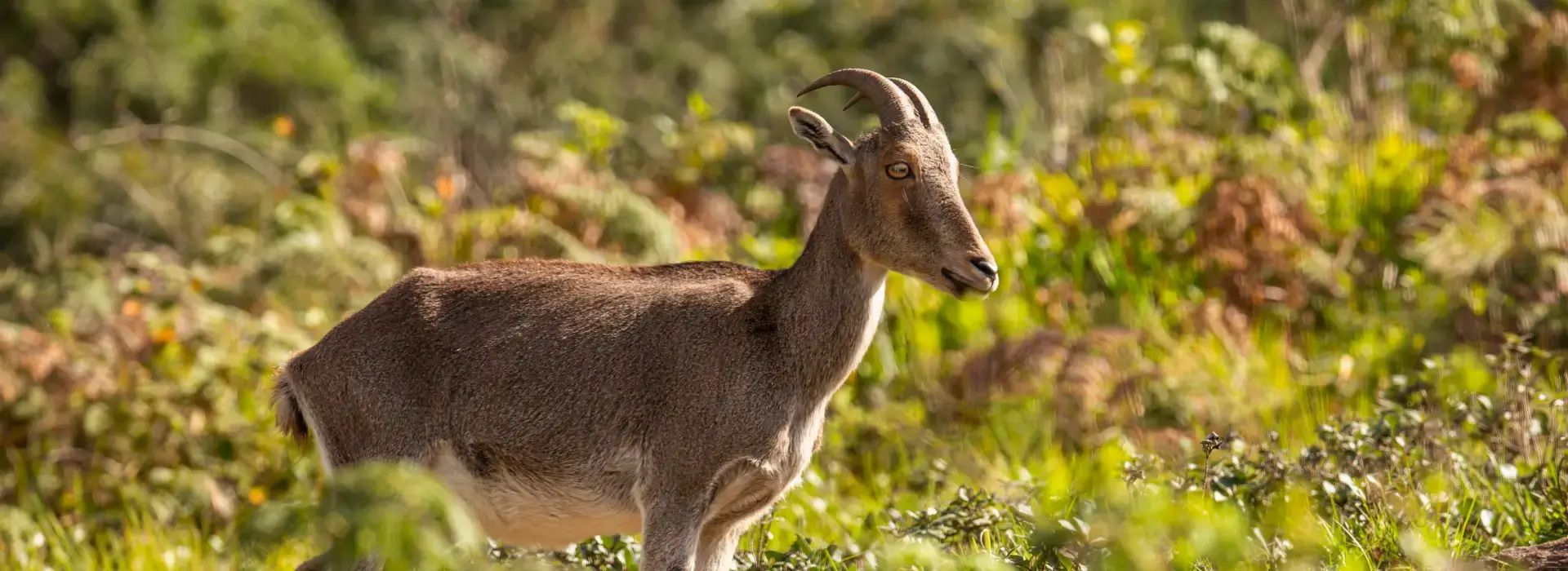 Eravikulam National Park