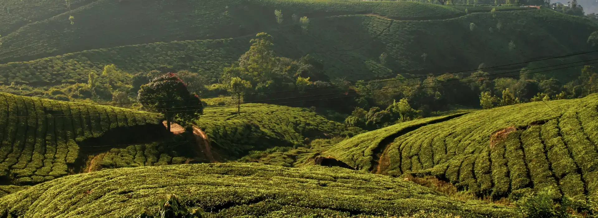 Kerala Hill Station Tour Packages