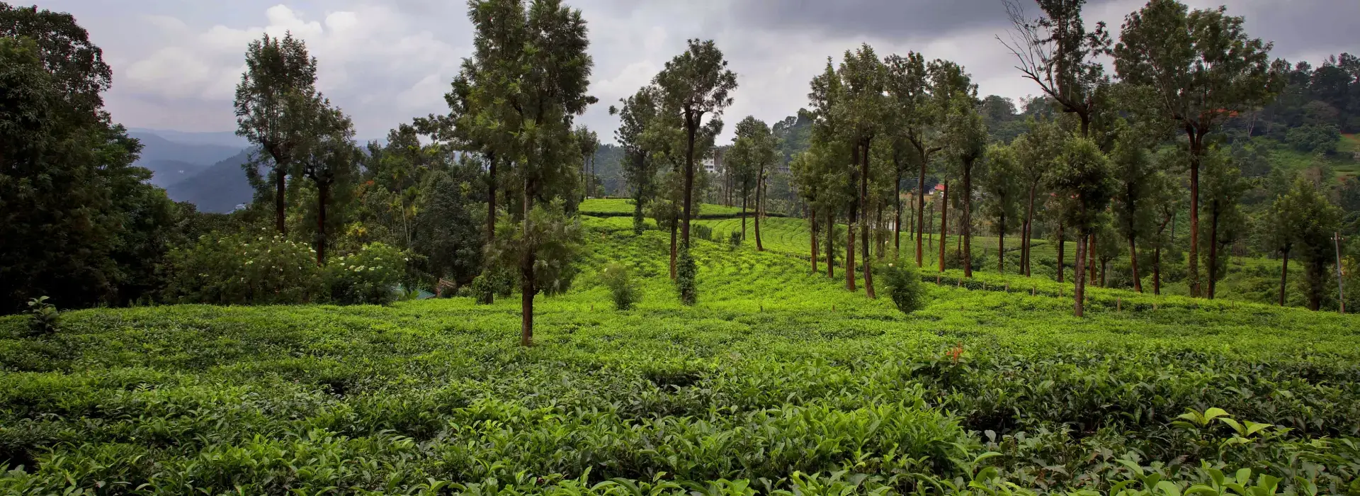 Kerala Hill Station Tourism