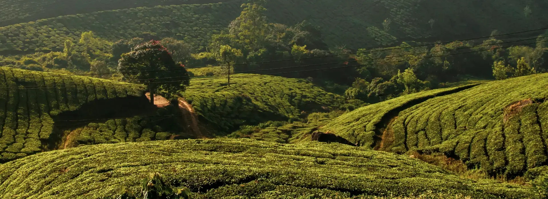 Kerala Tourism Update