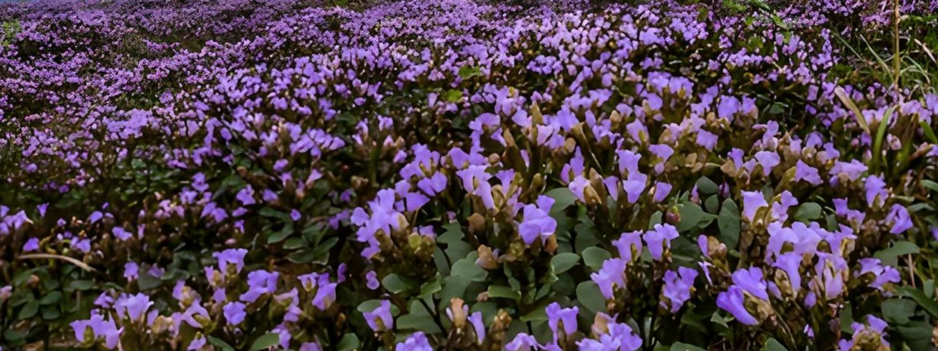 Neelakurinji bloom in Munnar Kerala