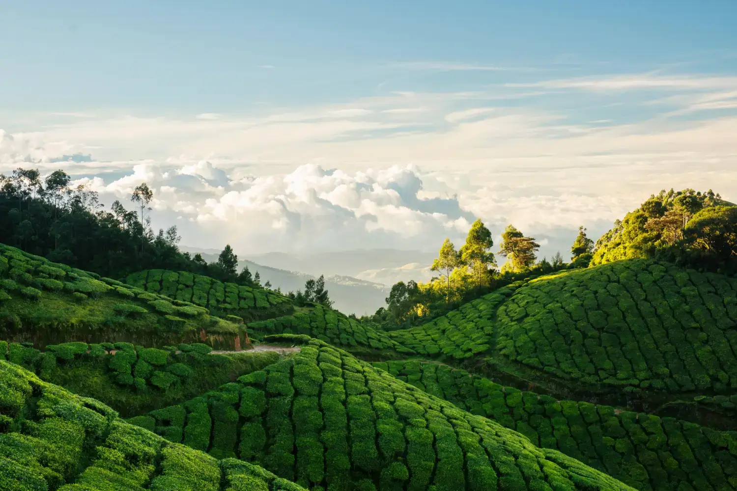 Kerala Winter Getaway- Munnar