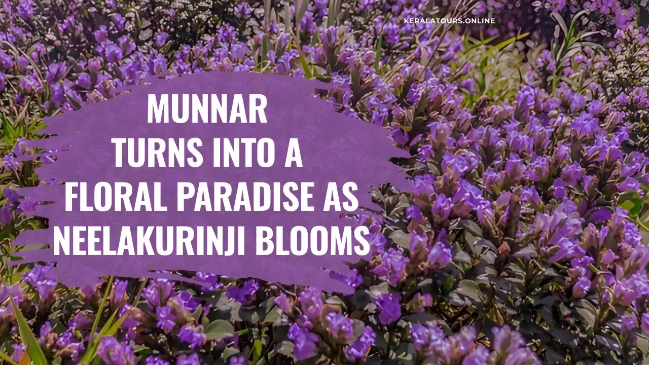 Neelakurinji bloom in Munnar Kerala