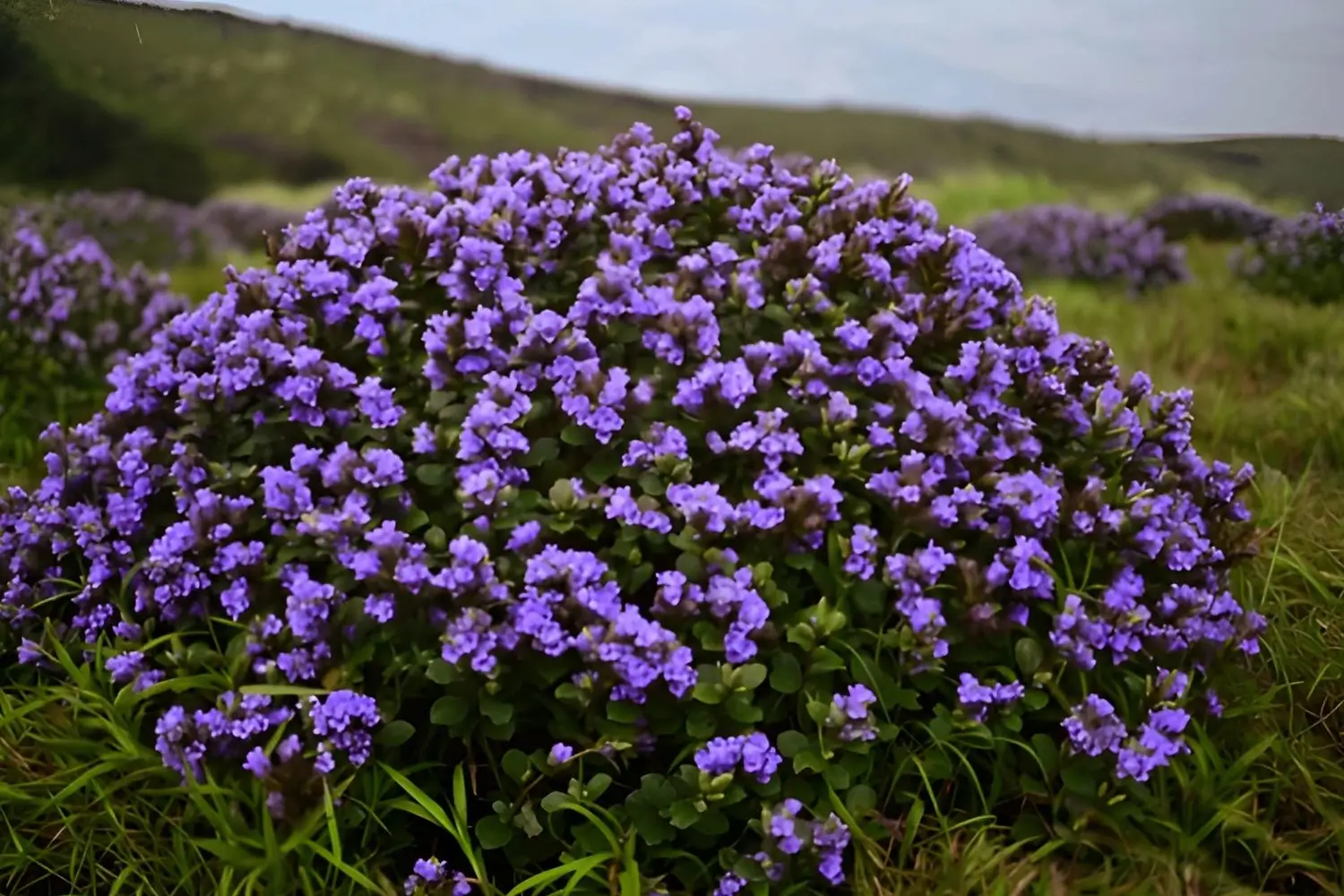 Neelakurinji Bloom in Munnar Kerala