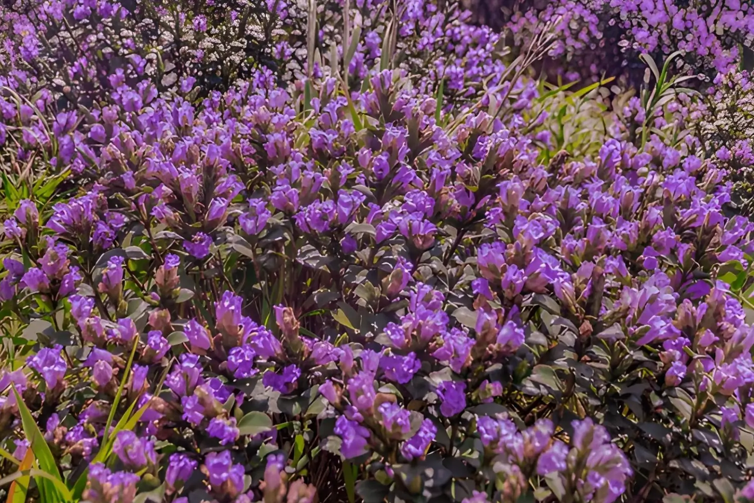 Neelakurinji Bloom in Munnar Kerala