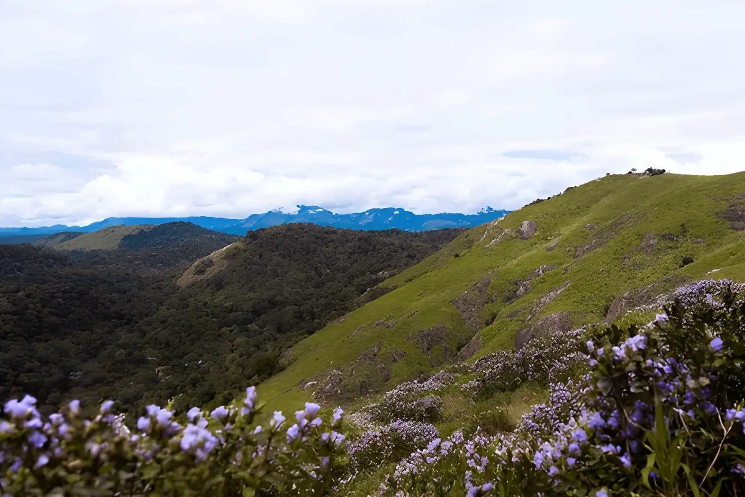 Neelakurinji bloom in Munnar Kerala