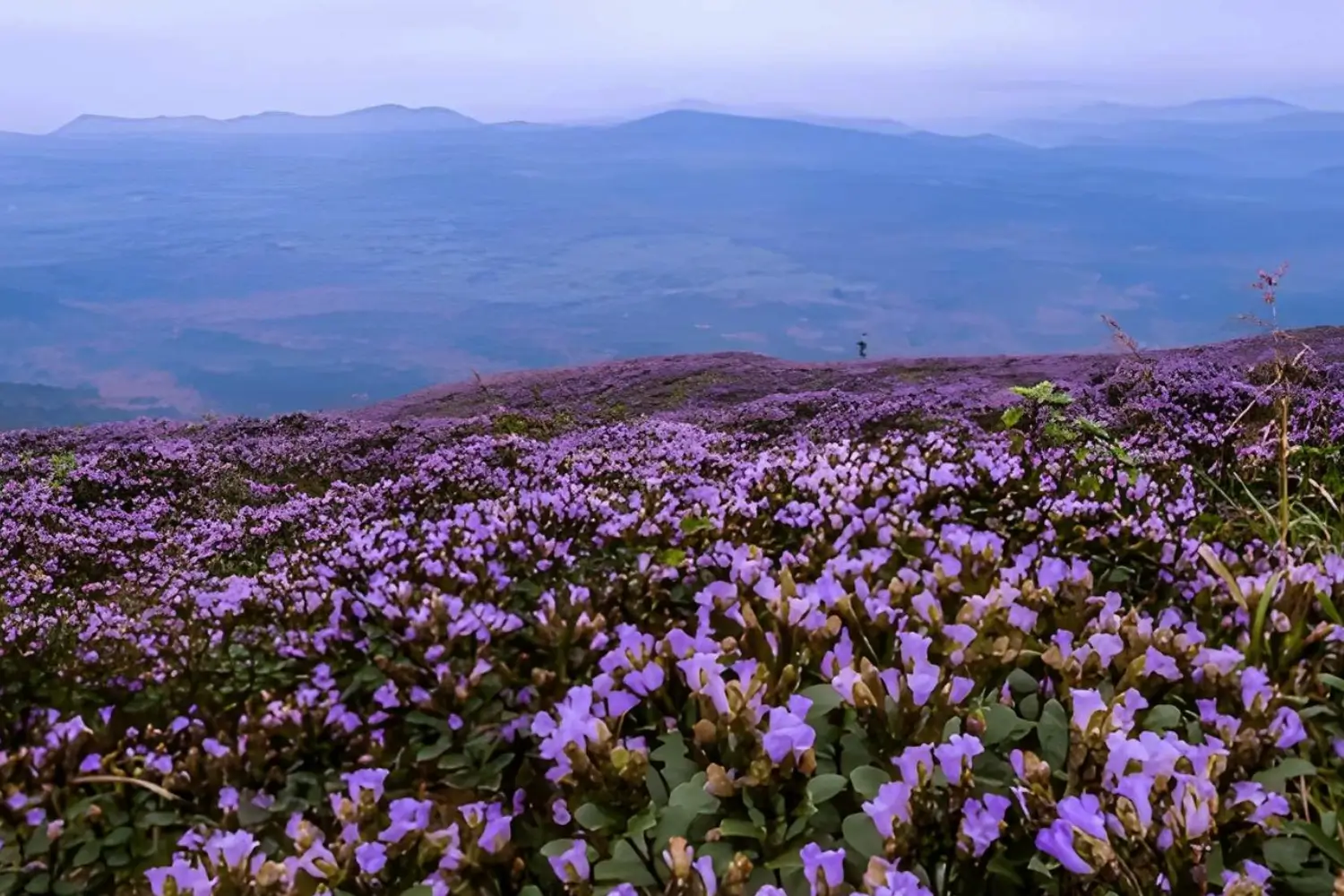  Neelakurinji in Munnar