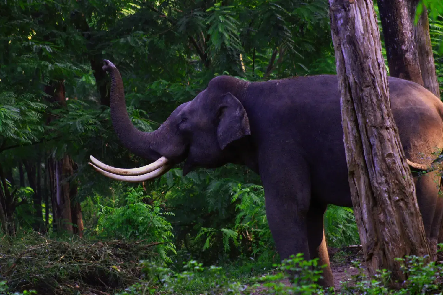 Periyar Tourism - Wildlife in Periyar