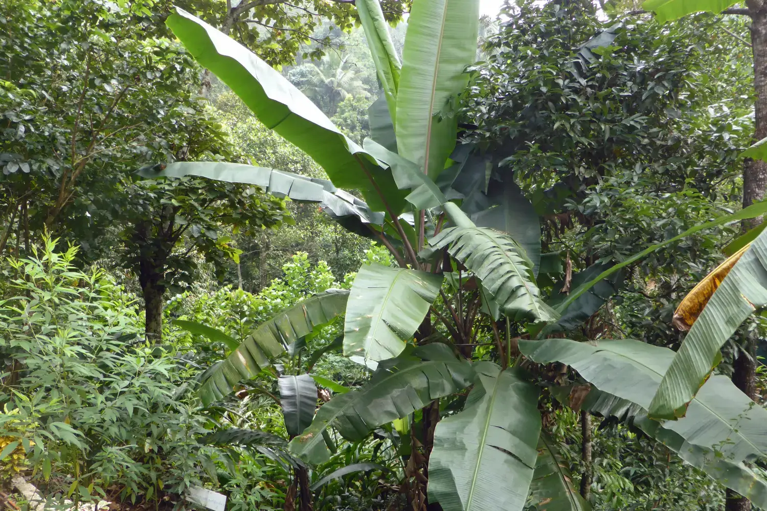 Periyar Tourism - Spice Garden